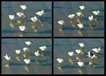 (47) gulls montage.jpg    (1000x720)    145 KB                              click to see enlarged picture